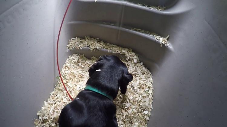 Underground Dog House Keeps Them Comfortable In Hot or Cold Weather