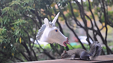 Unicorn Head Squirrel Feeder - GIF