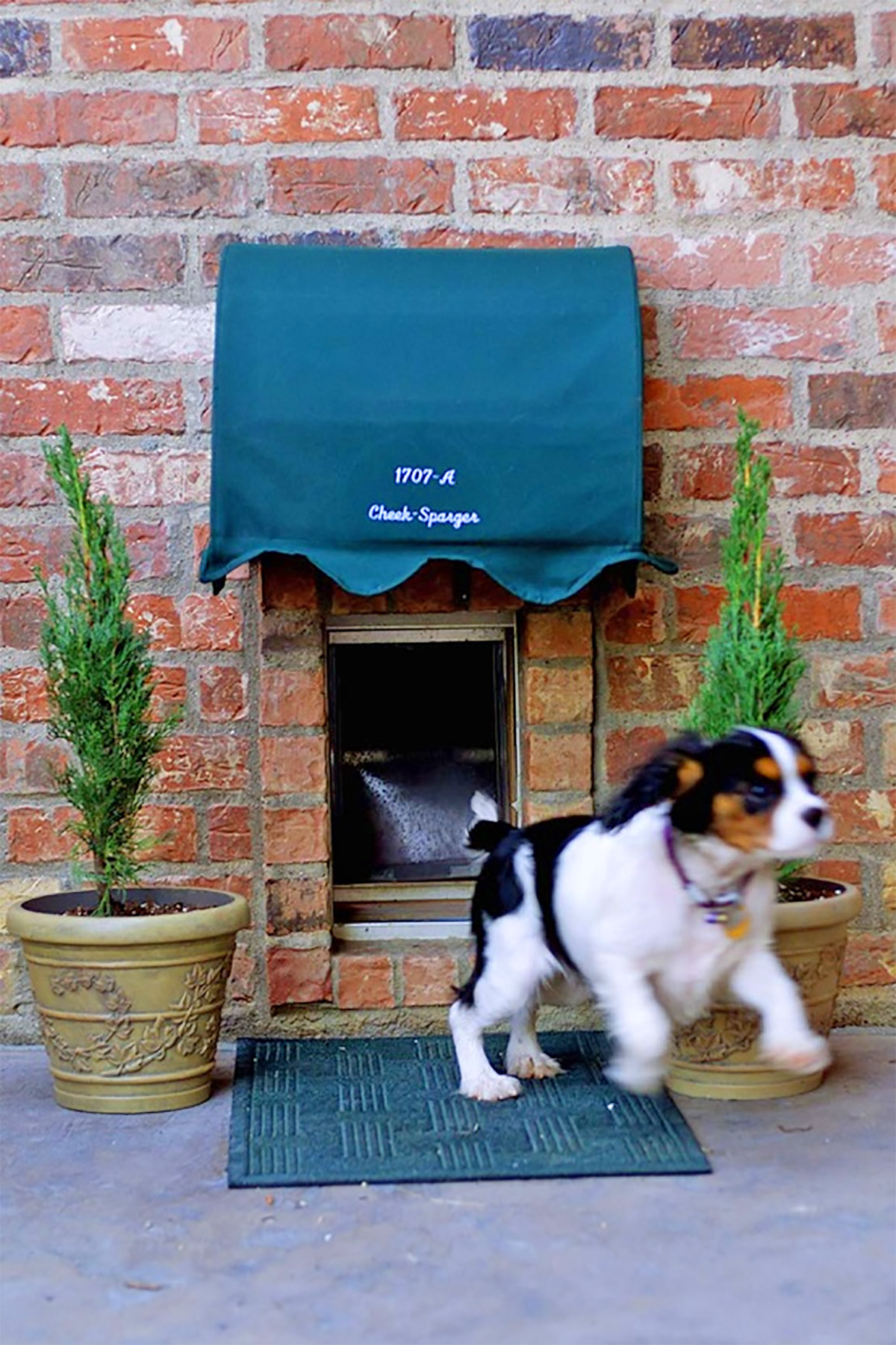 Dog door clearance built into wall