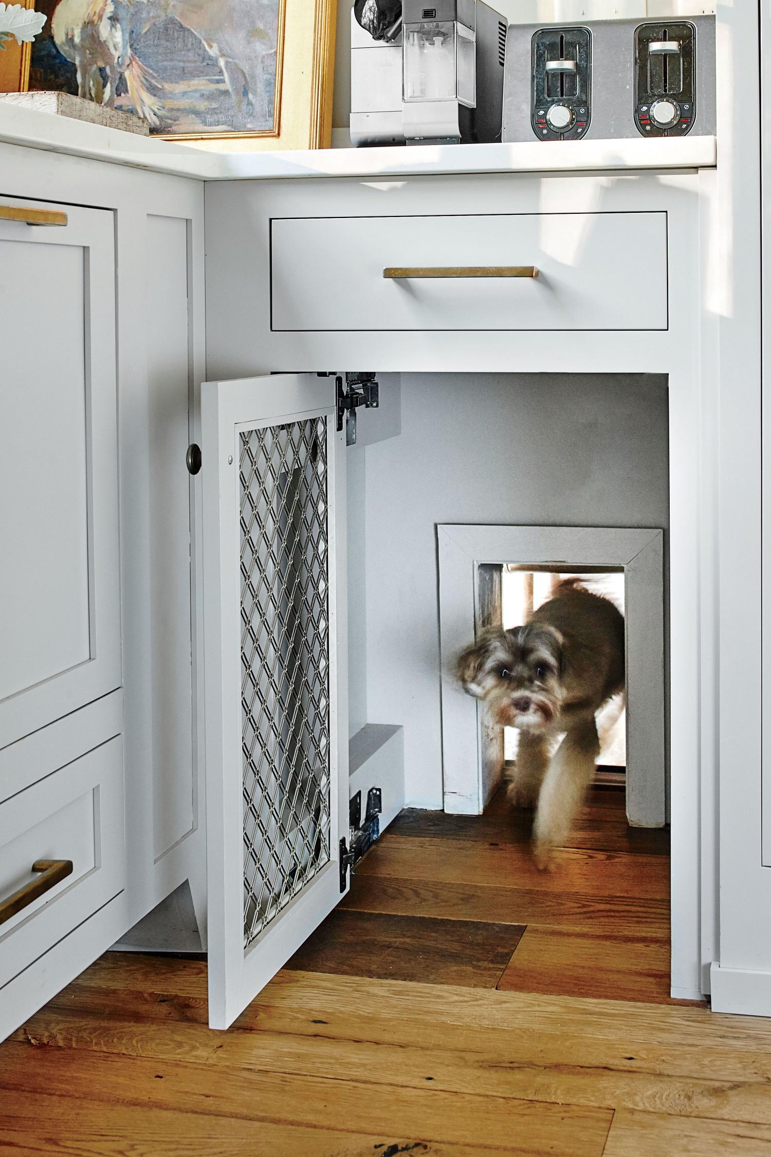 Modern dog clearance door