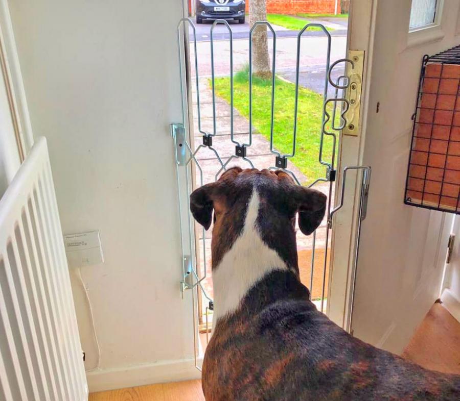 Gate with store door for dogs