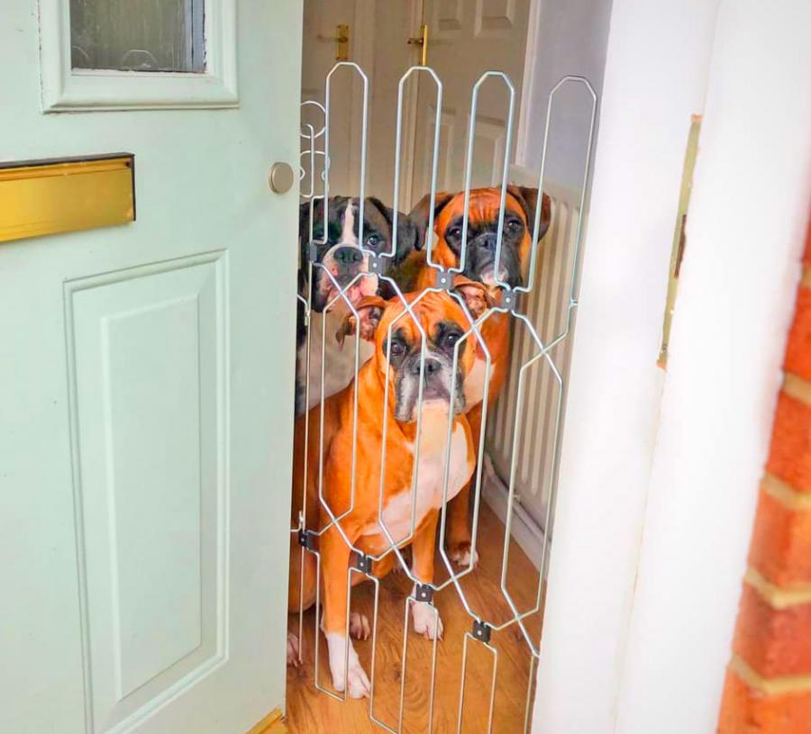 Gate with store door for dogs