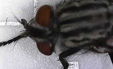 Magnified House Fly under USB digital micoscope