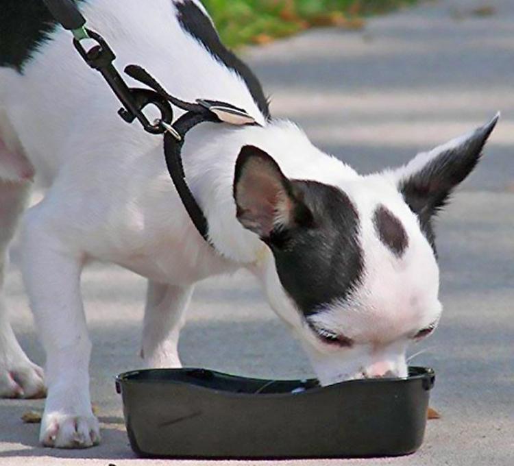 WalkWhiz Multi-Leash: Retractable Dog Leash With Integrated Waste Bag Holder and Water Bowl