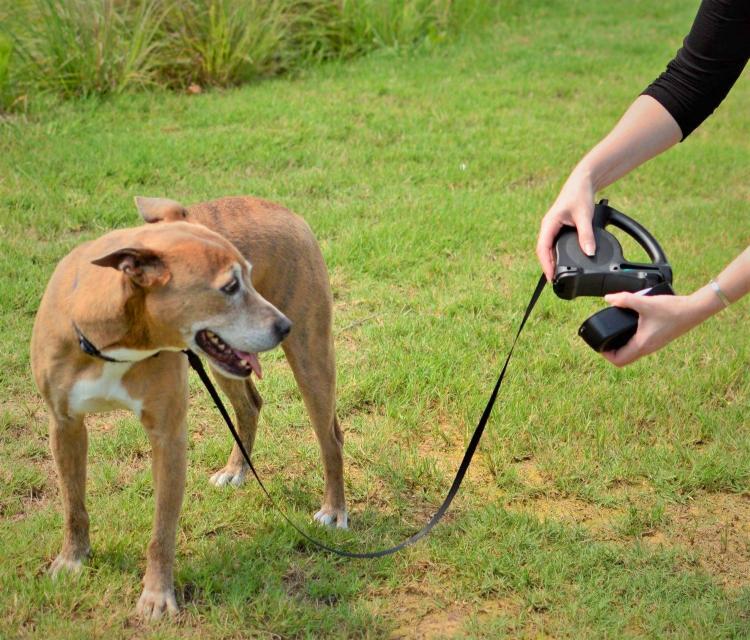 WalkWhiz Multi-Leash: Retractable Dog Leash With Integrated Waste Bag Holder and Water Bowl