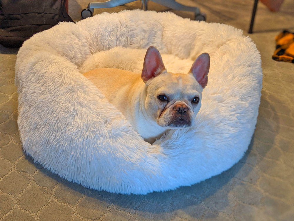 fluffy dog bed