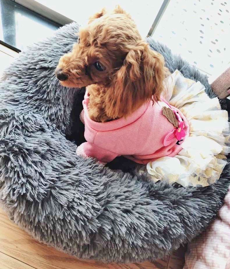 Fluffiest, Softest Dog Bed In The World
