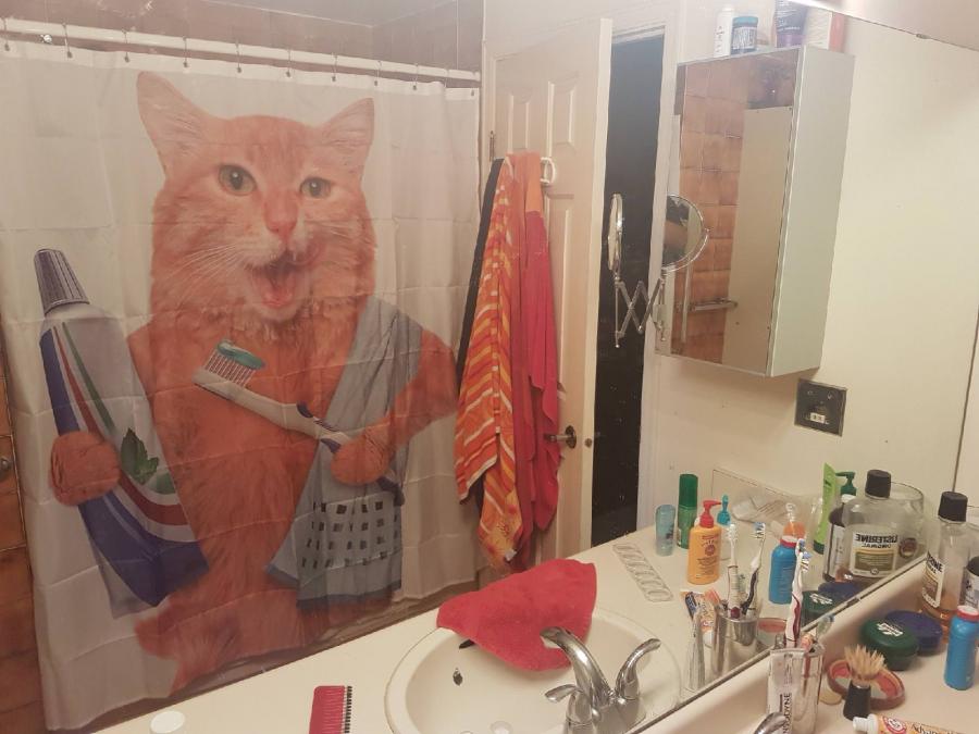 Cat holding toothpaste and toothbrush shower curtain