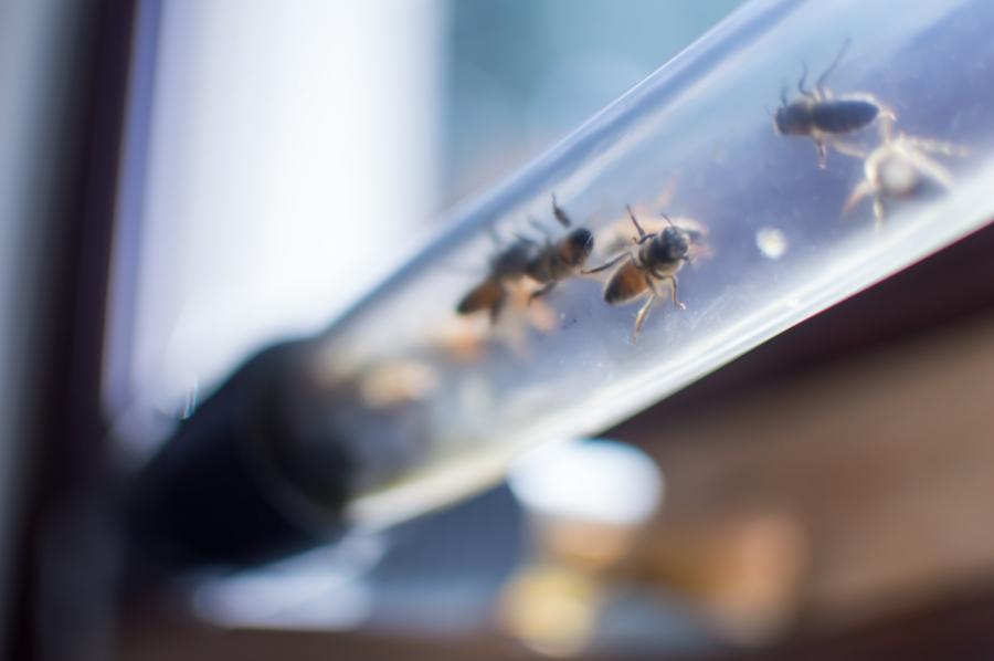 Beecosystem wall mounted indoor beehive with tube through window