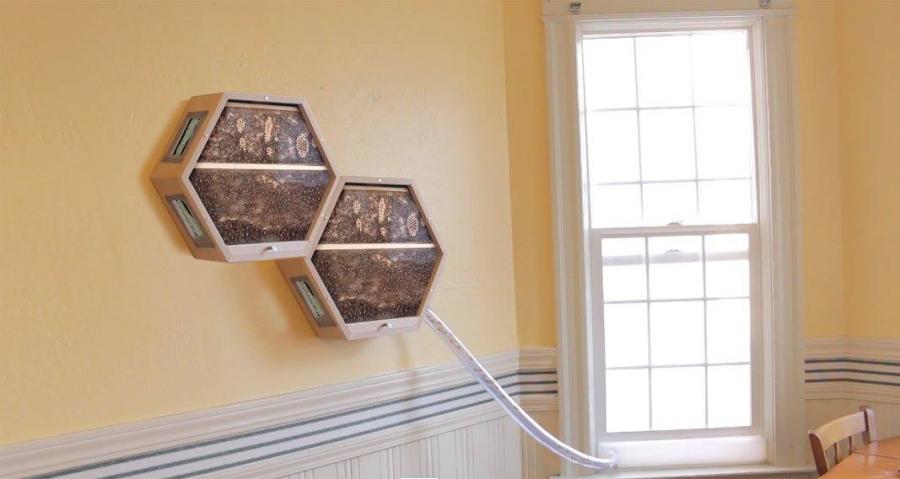 Beecosystem wall mounted indoor beehive with tube through window