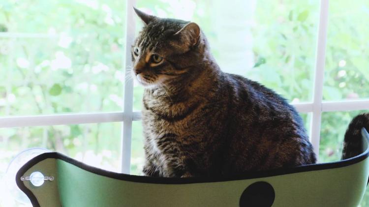 K&H Manufacturing EZ Mount Window Cat Bed - Window Suction Kitty Pod - Car Window Cat Bed