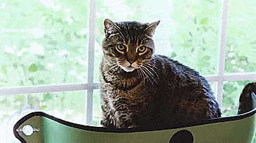K&H Manufacturing EZ Mount Window Cat Bed - Window Suction Kitty Pod - Car Window Cat Bed