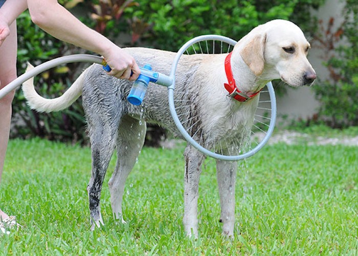 Dog shower hot sale hose