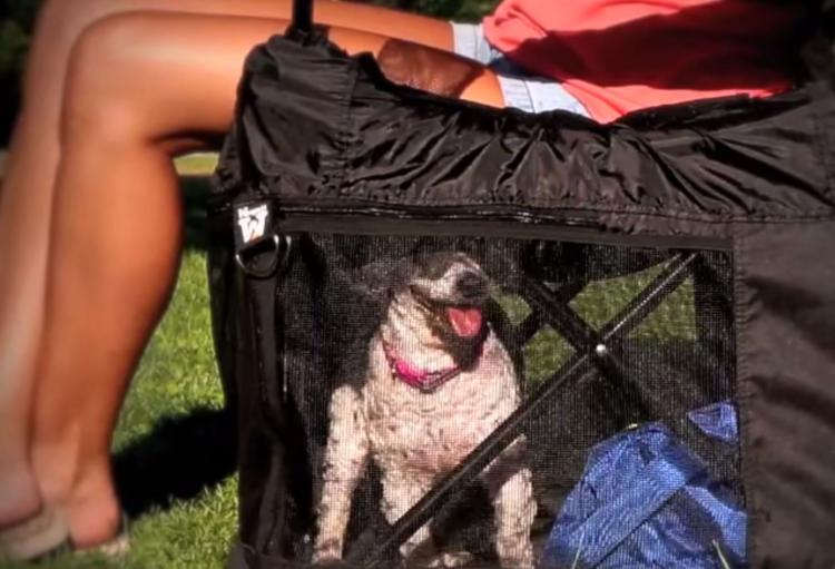 Wrapsit Converts Your Lawn Chair Into A Pet Crate - lawn-chair pet crate
