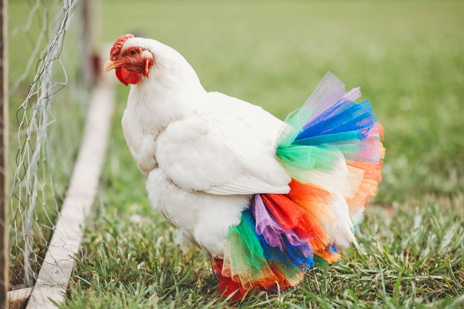 chicken tutu