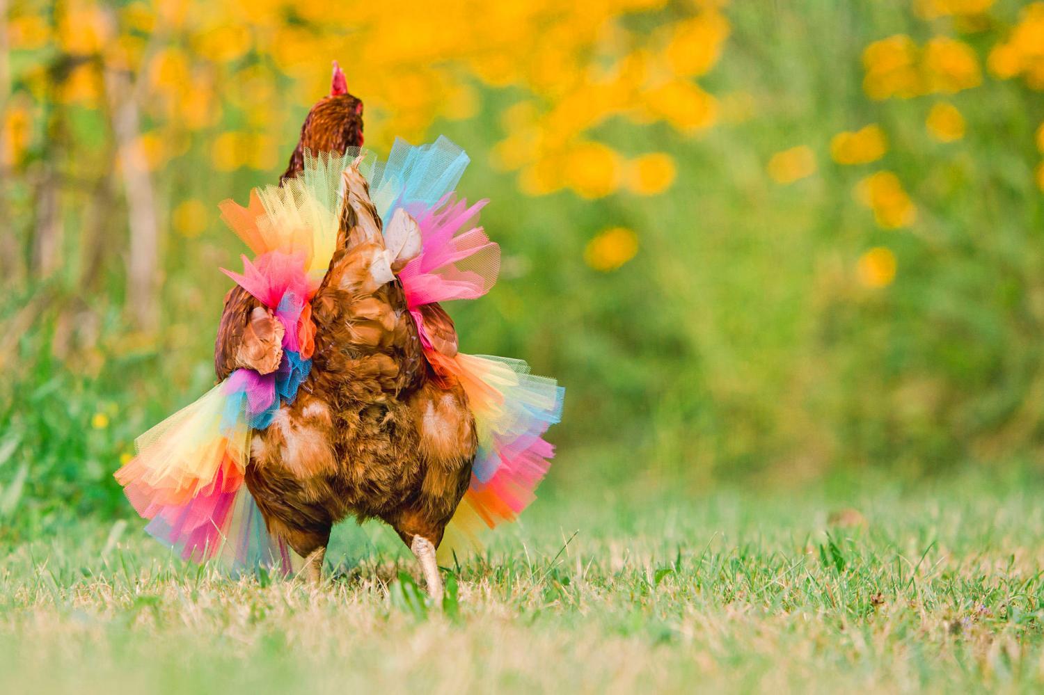 chicken tutu