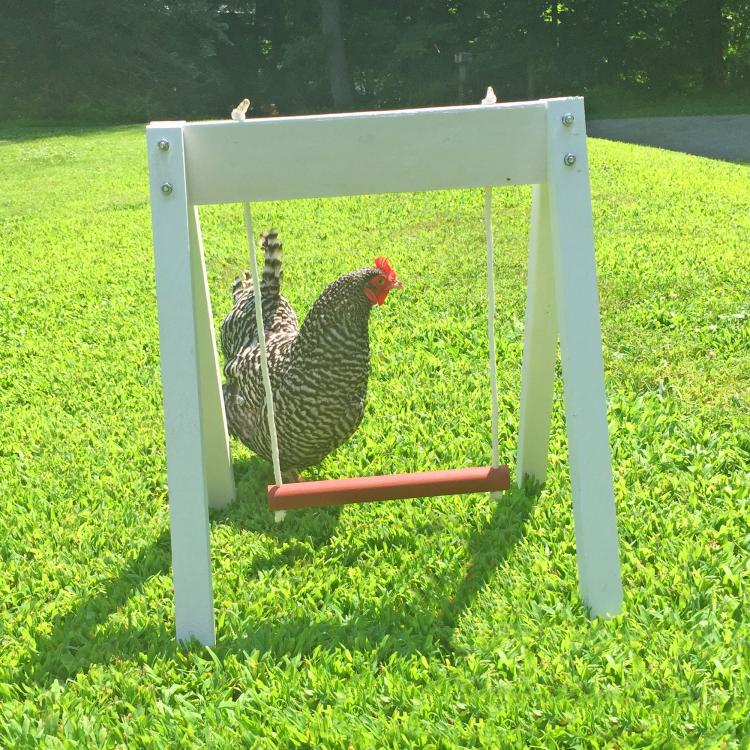 You Can Now Get A Swing Set For Your Chicken