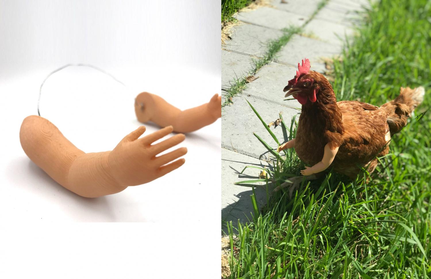 Give your chickens arms - Baby Doll arms for chickens