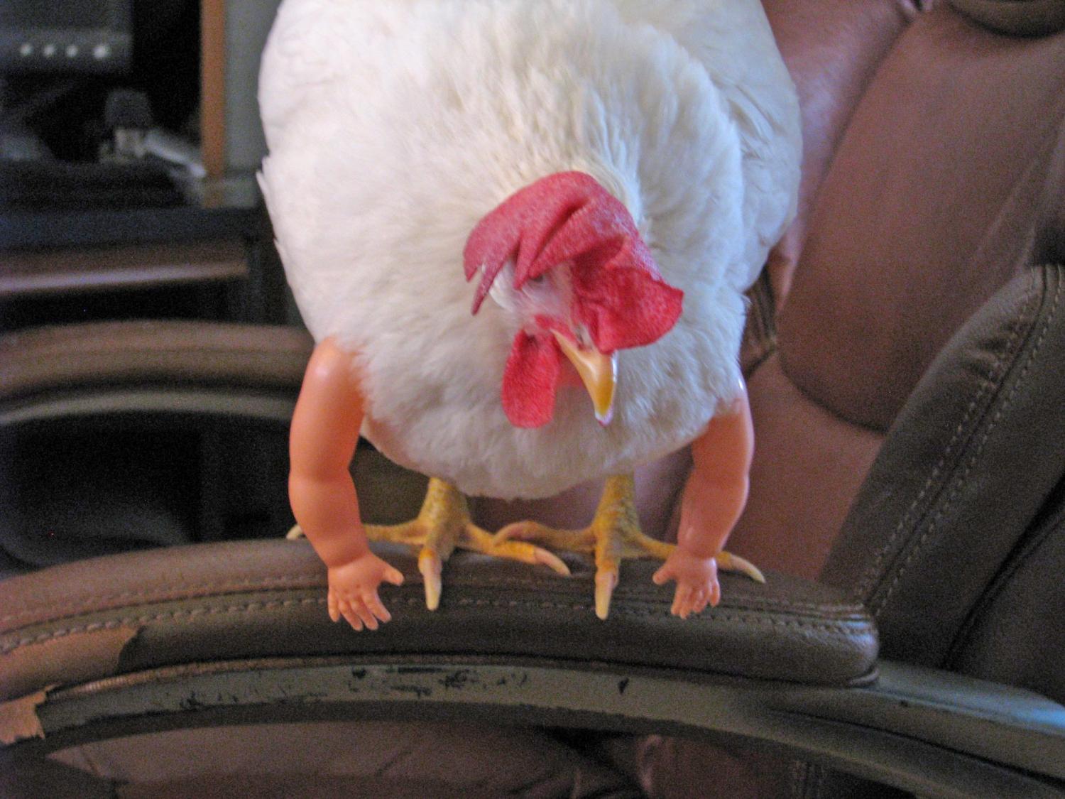 You Can Now Get Arms For Your Chickens, and They're Absolutely Hilarious