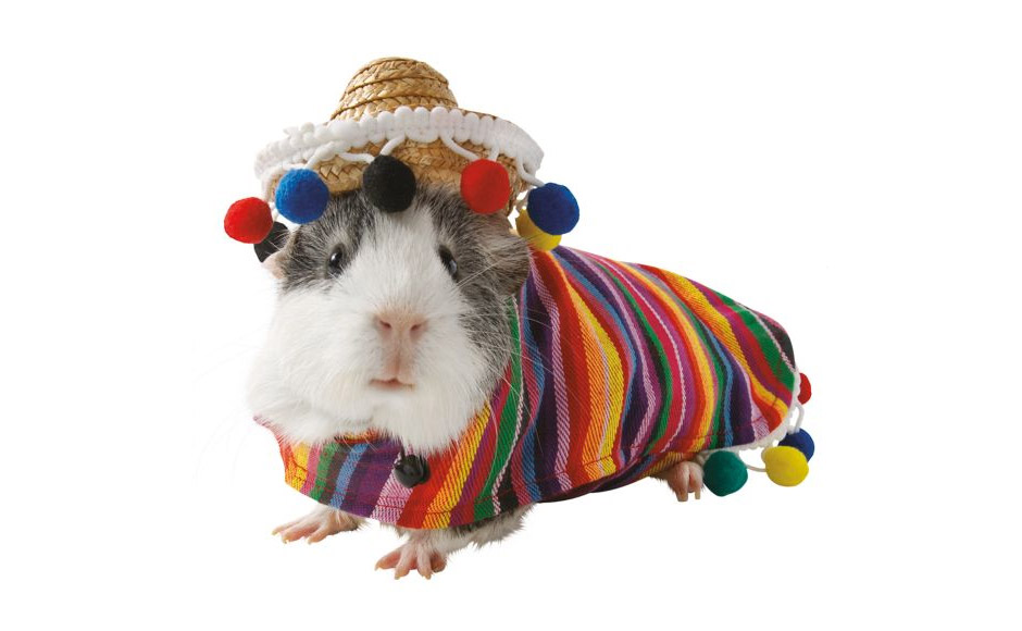 Hamster Sombrero Costume - Latin Sombrero Halloween costume for hamster guinea pig or mouse