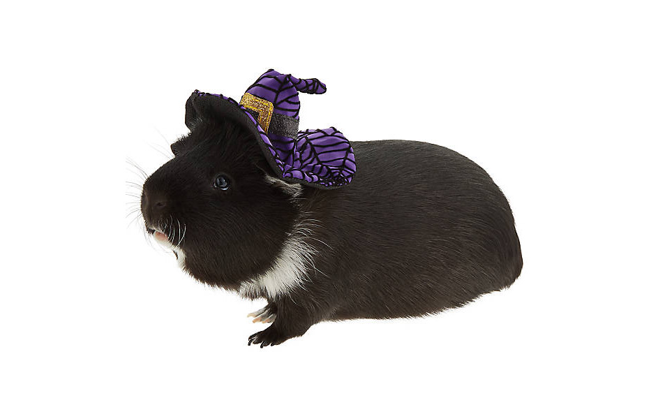 Hamster Witch Costume - Witch Halloween costume for hamster guinea pig or mouse