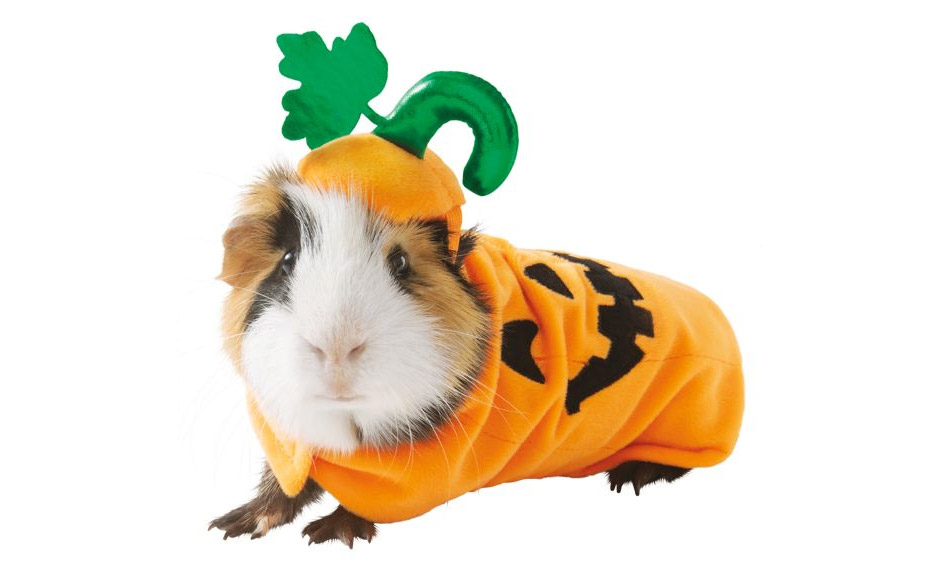 Hamster Pumpkin Costume - Pumpkin Halloween costume for hamster guinea pig or mouse