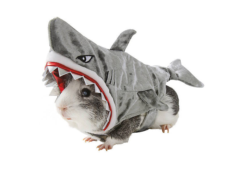Hamster Shark Costume - Shark Halloween costume for hamster guinea pig or mouse
