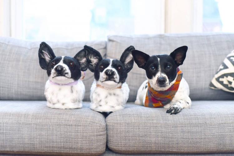 personalised dog slippers