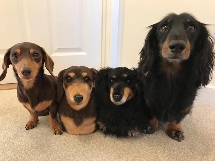 Personalized shop dog slippers