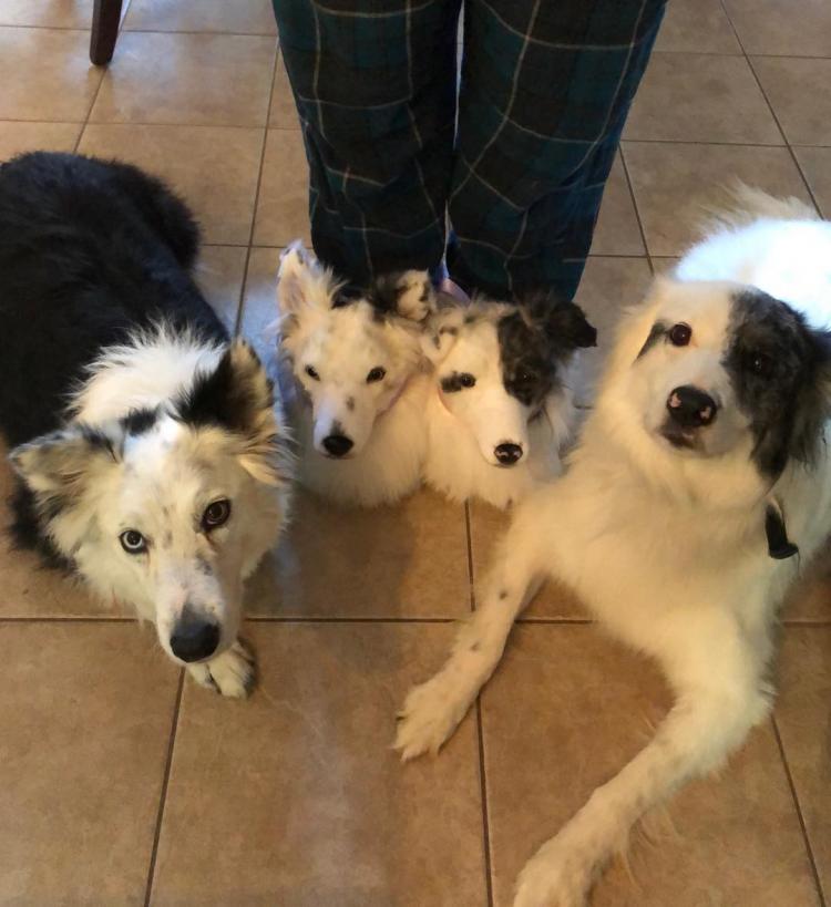 Slippers that look store like your dog