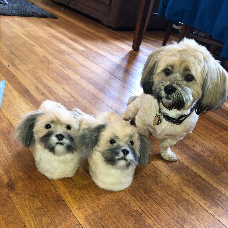 Cuddle Clones Slippers - Custom slippers made to look like your dog or cat - Pet Slippers