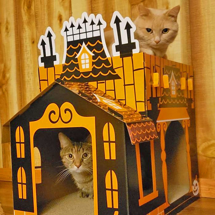 Halloween Cat Mansion