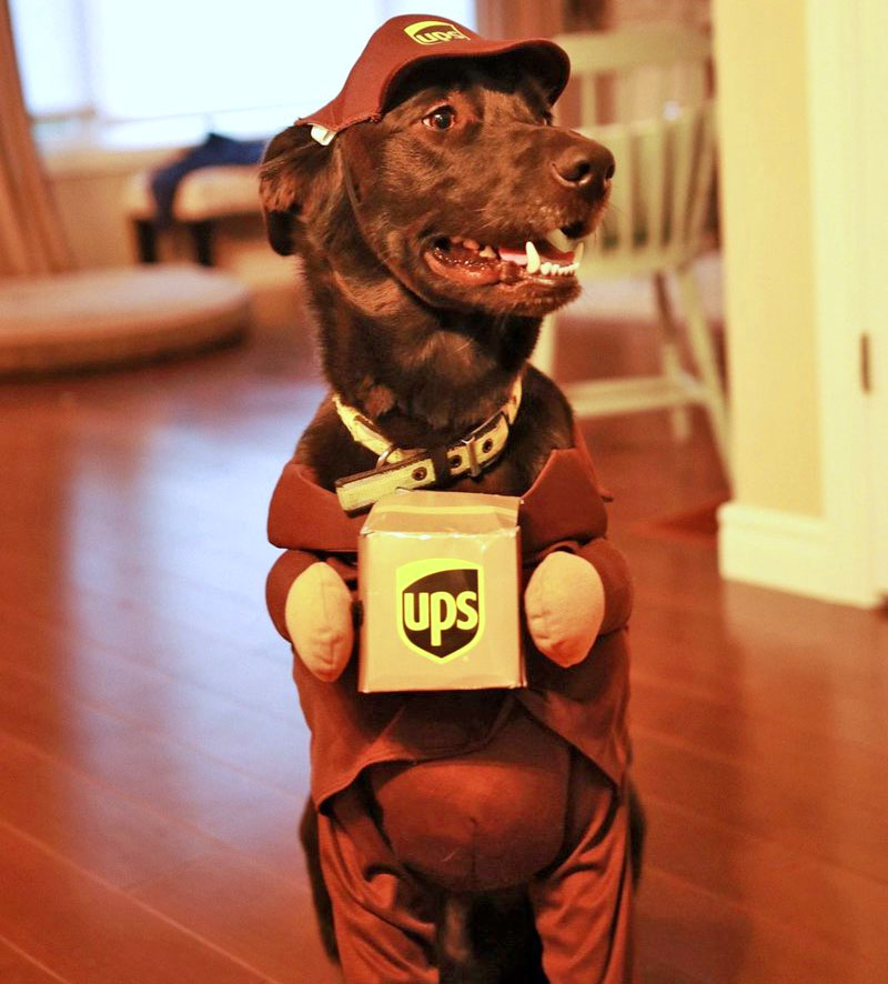 UPS Dog Costume