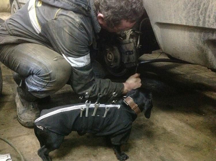 Tool-dog helps holds tools for mechanic - Russian mechanics dog tool box - Wiener dog holds wrenches