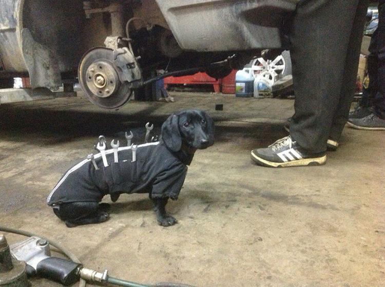 Tool-dog helps holds tools for mechanic - Russian mechanics dog tool box - Wiener dog holds wrenches