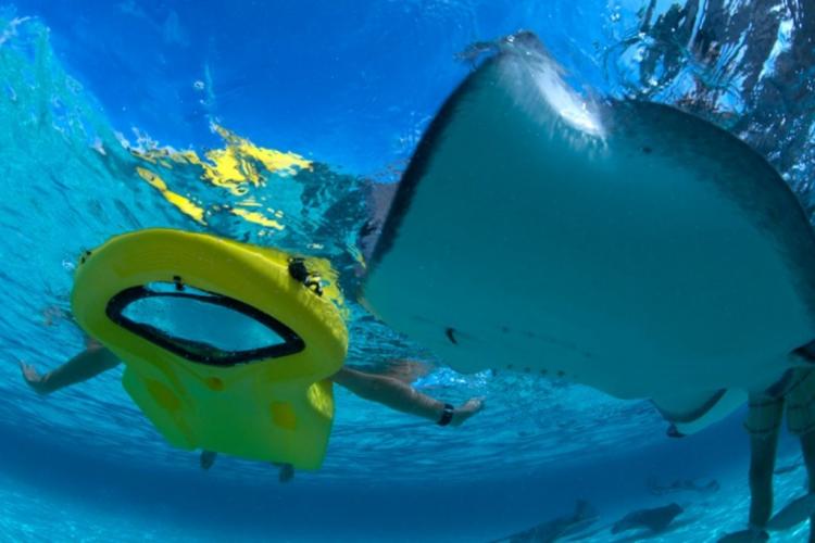 Reefboard - Underwater Window flotation device - see underwater without submerging your head in water - dry snorkel float window
