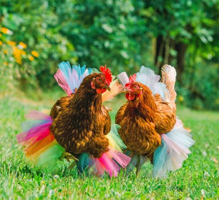You Can Now Dress Your Chicken In A Tutu To Make Them Extra Fancy