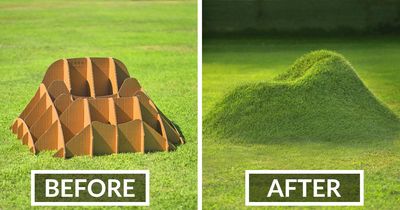 You Can Now Get A Kit That Helps You Create Natural Grass Chairs That Blend Right Into Your Lawn