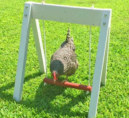 You Can Now Get A Swing Set For Your Chicken