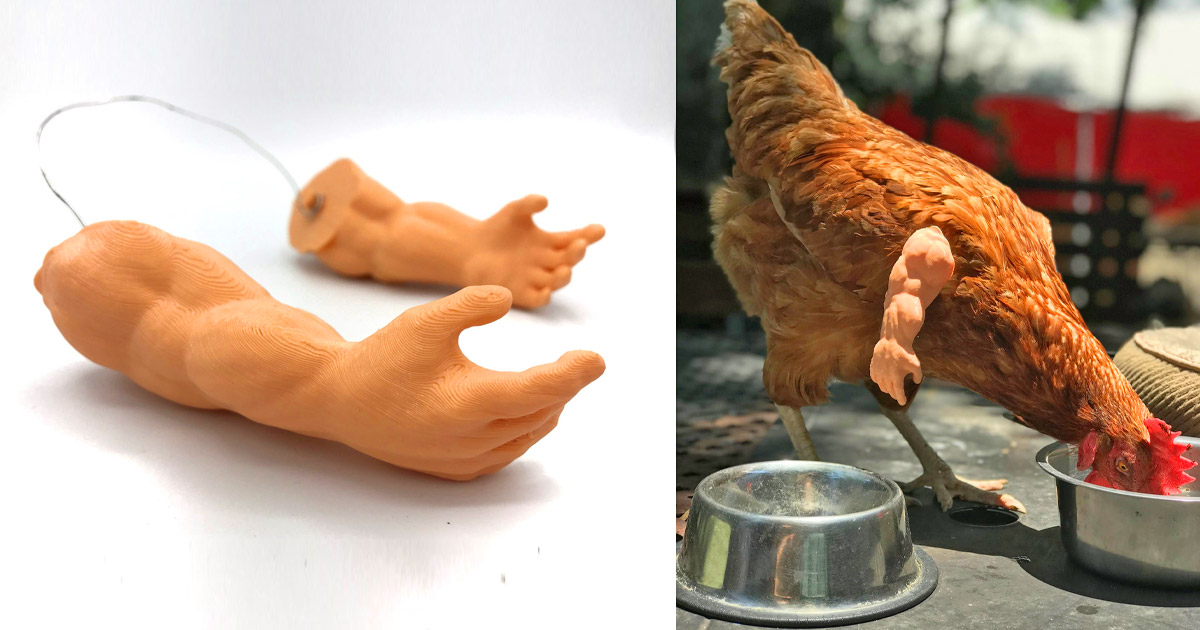 You Can Now Buy Arms For Your Chicken (9 Pics)