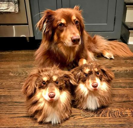 puppy dog slippers