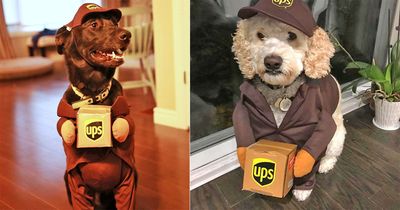 Your Dog Can Be A UPS Canine Courier This Halloween