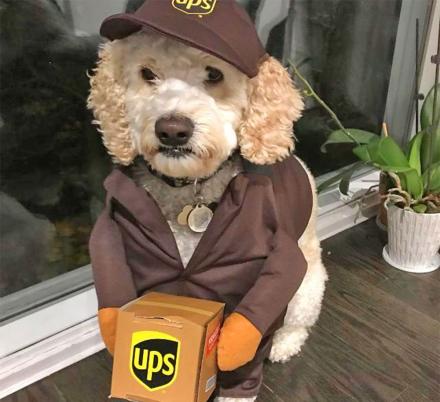Your Dog Can Be A UPS Canine Courier This Halloween