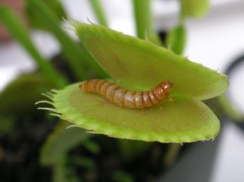 Venus Fly Trap