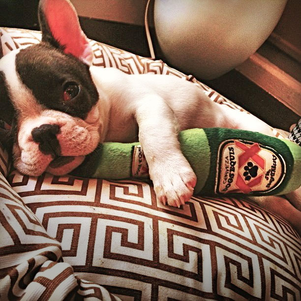 Dogs Equis Beer Bottle Dog Toy