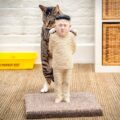 Kim Jong-Un Cat Scratching Post