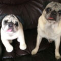 Cuddle Clones Make Your Dog Into A Stuffed Animal