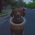 This Smart Dog Collar Has a Built In GPS And Helps You Train Your Dog
