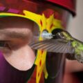 Wearable Hummingbird Feeding Mask