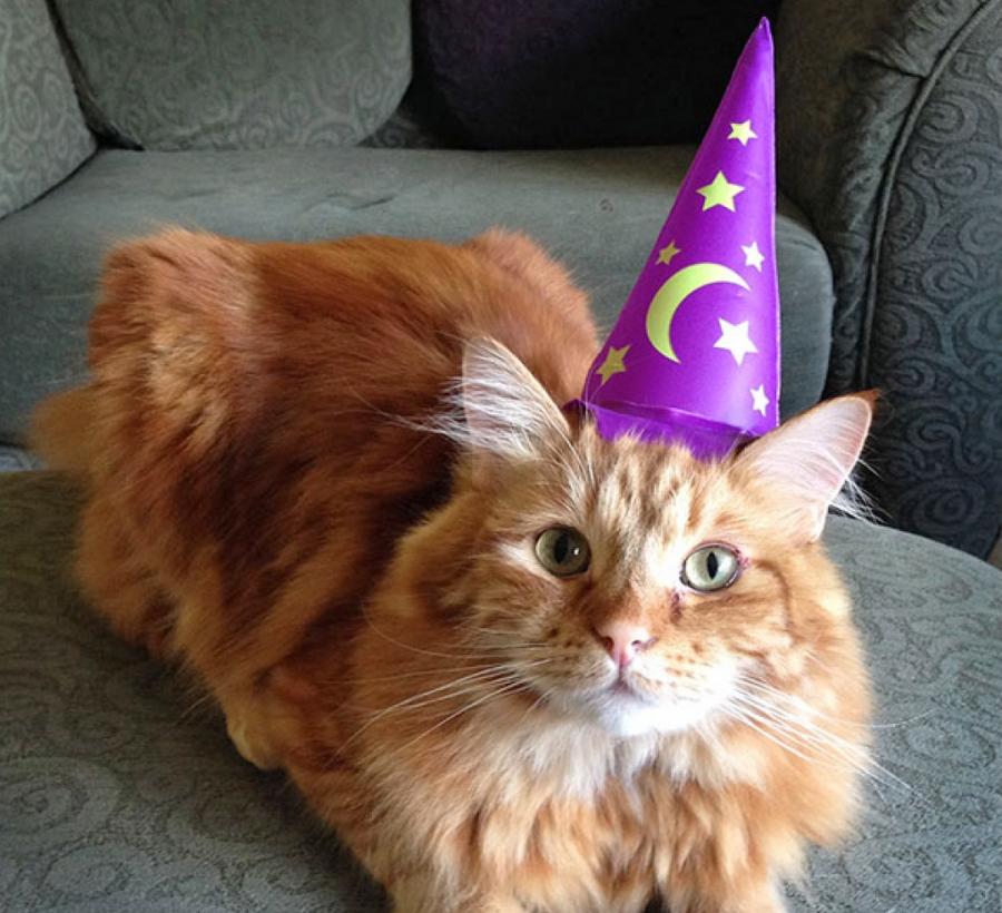 This Inflatable Wizard Hat For Your Cat Should Demoralize Them Enough To Love You